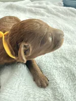 Yellow , a male Goldendoodle for sale in Gibsonton, FL – 2 of 3