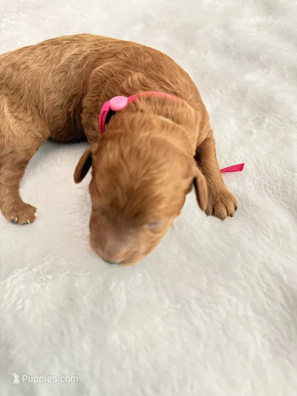 Pink – Goldendoodle puppy for sale in Gibsonton, FL