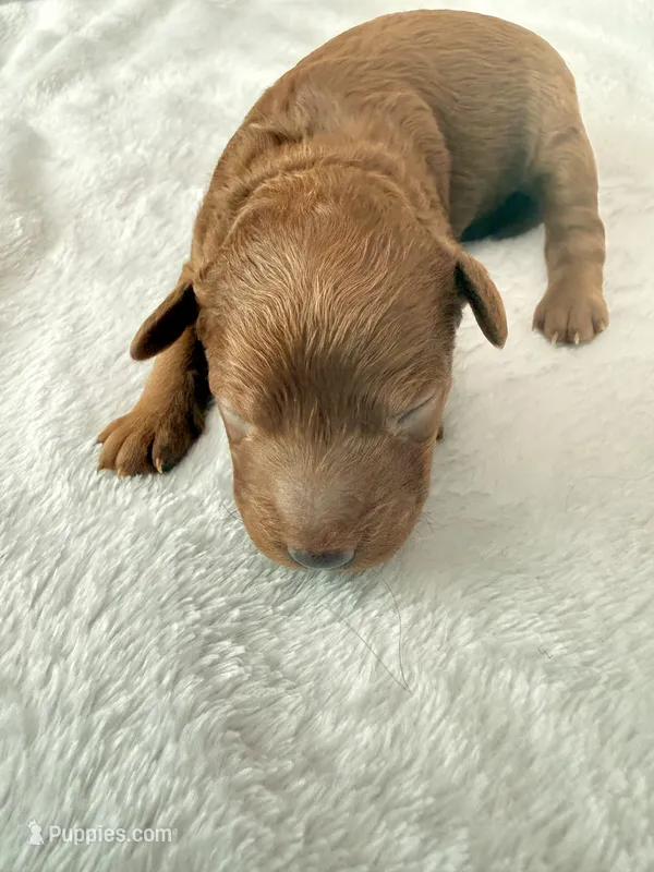Green – Goldendoodle puppy for sale in Gibsonton, FL