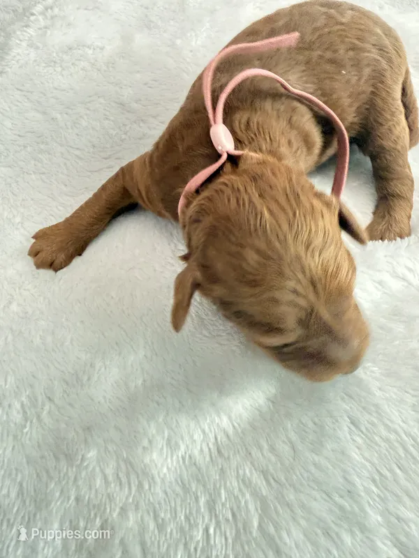 Light pink – Goldendoodle puppy for sale in Gibsonton, FL