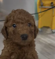 Hunter, a male Goldendoodle for sale in Gibsonton, FL – 2 of 5
