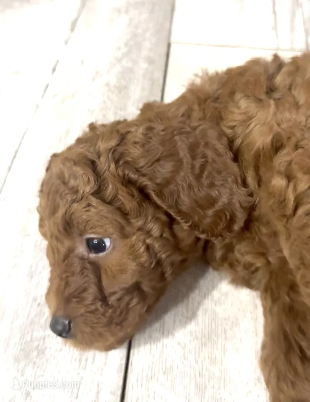 Milo – Goldendoodle puppy for sale in Gibsonton, FL