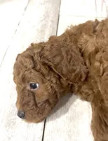 Milo, a male Goldendoodle for sale in Gibsonton, FL – 1 of 3
