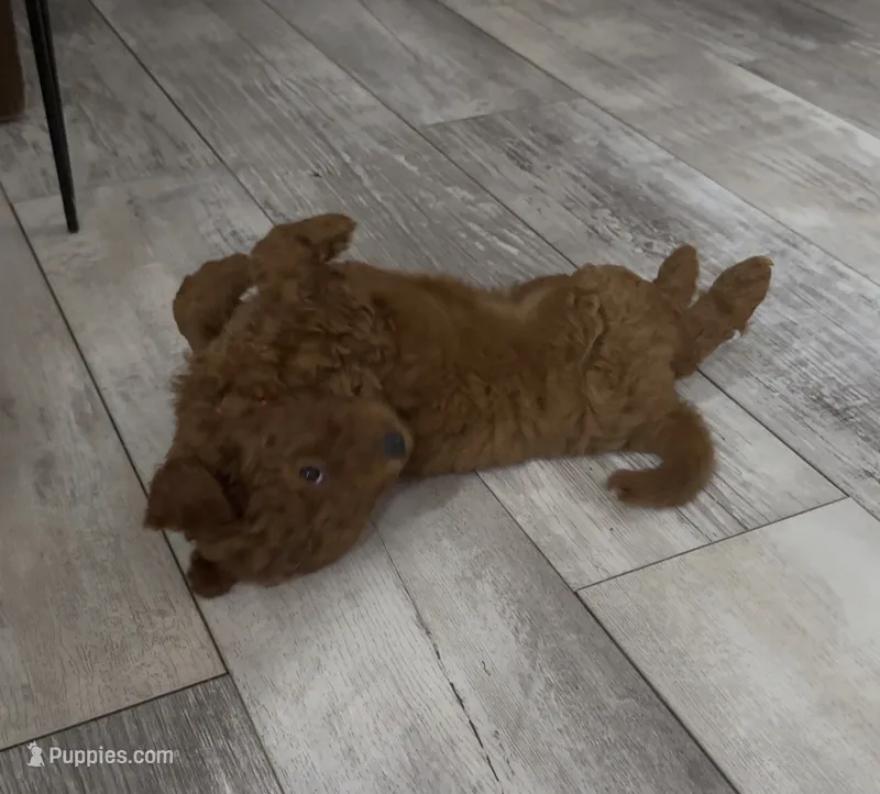 Rusty – Goldendoodle puppy for sale in Gibsonton, FL