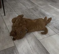 Rusty, a female Goldendoodle for sale in Gibsonton, FL – 1 of 4