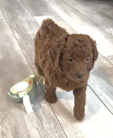 Finn , a male Goldendoodle for sale in Gibsonton, FL – 2 of 4