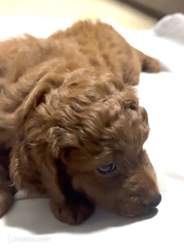 Onyx – Goldendoodle puppy for sale in Gibsonton, FL