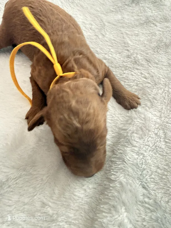 Yellow  – Goldendoodle puppy for sale in Gibsonton, FL