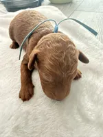 Light Blue, a male Goldendoodle for sale in Gibsonton, FL – 3 of 3