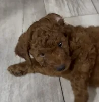 Hunter, a male Goldendoodle for sale in Gibsonton, FL – 4 of 5