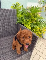 Hunter, a male Goldendoodle for sale in Gibsonton, FL – 3 of 3