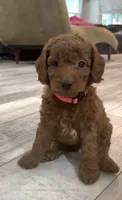 Rosie, a female Goldendoodle for sale in Gibsonton, FL – 1 of 4
