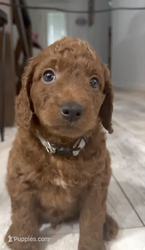 Ash – Goldendoodle puppy for sale in Gibsonton, FL