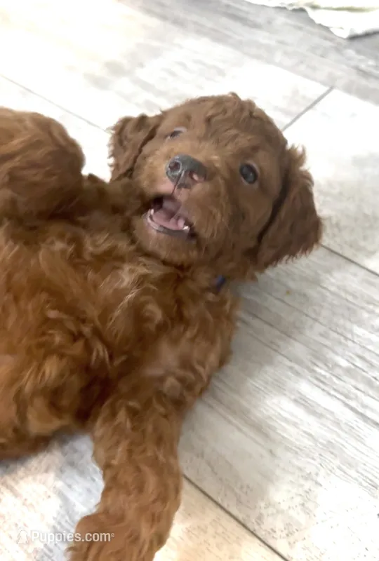 Finn  – Goldendoodle puppy for sale in Gibsonton, FL