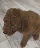 Rusty, a female Goldendoodle for sale in Gibsonton, FL – 3 of 4