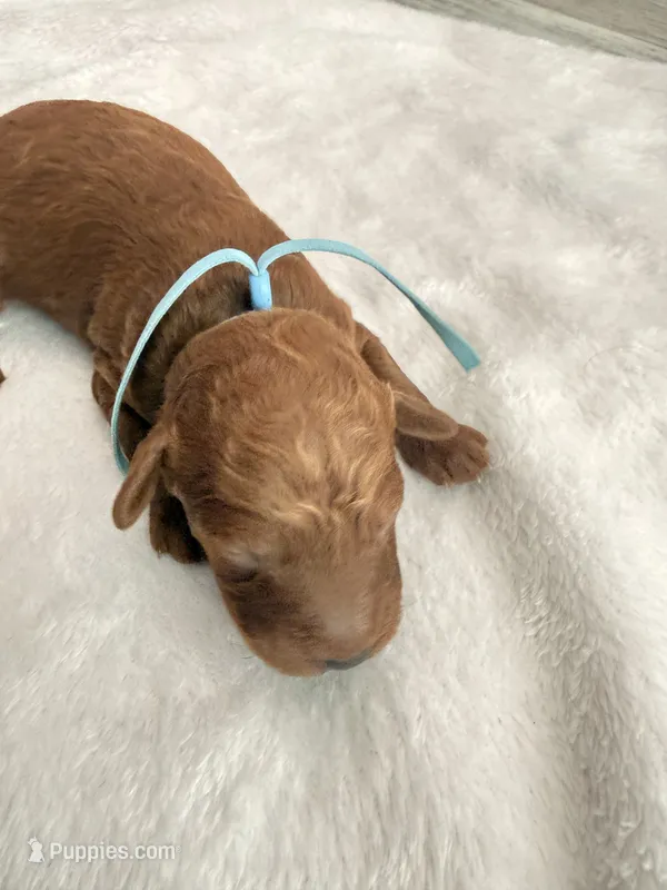 Light Blue – Goldendoodle puppy for sale in Gibsonton, FL