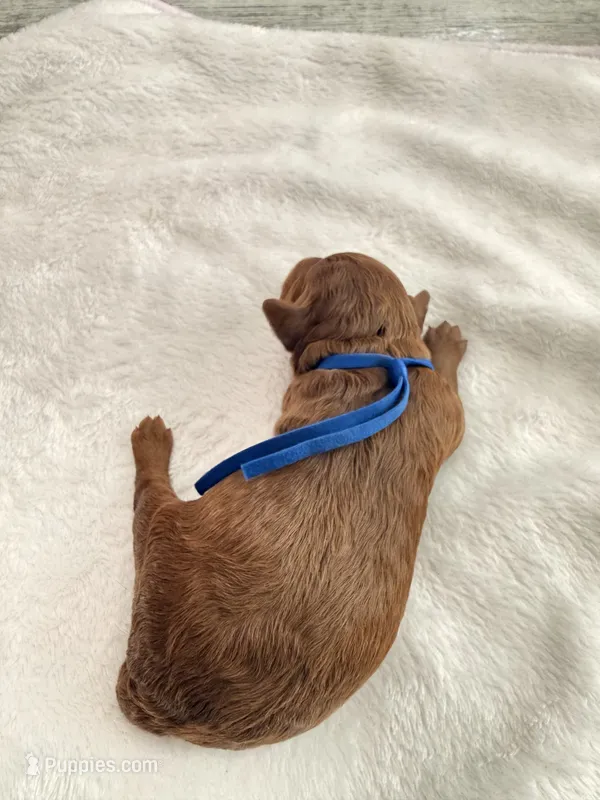 Blue – Goldendoodle puppy for sale in Gibsonton, FL