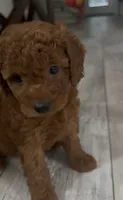 Sunny, a female Goldendoodle for sale in Gibsonton, FL – 3 of 3