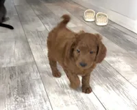 Oliver, a male Goldendoodle for sale in Gibsonton, FL – 2 of 3