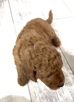 Milo, a male Goldendoodle for sale in Gibsonton, FL – 2 of 3