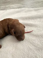 Red, a male Goldendoodle for sale in Gibsonton, FL – 1 of 3