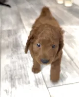 Oliver, a male Goldendoodle for sale in Gibsonton, FL – 3 of 3