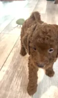 Finn , a male Goldendoodle for sale in Gibsonton, FL – 4 of 4