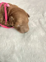 Pink, a female Goldendoodle for sale in Gibsonton, FL – 2 of 3