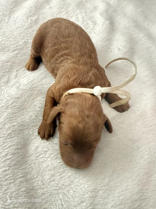 White – Goldendoodle puppy for sale in Gibsonton, FL