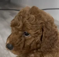 Rusty, a female Goldendoodle for sale in Gibsonton, FL – 4 of 4