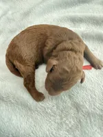 Red, a male Goldendoodle for sale in Gibsonton, FL – 2 of 3