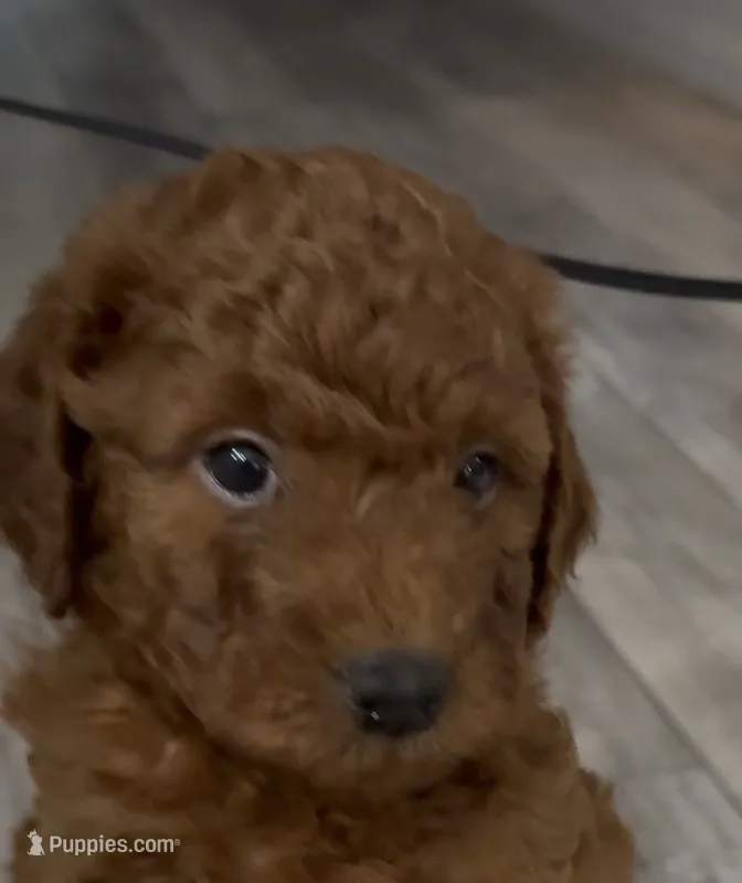 Hunter – Goldendoodle puppy for sale in Gibsonton, FL