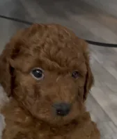 Hunter, a male Goldendoodle for sale in Gibsonton, FL – 1 of 5