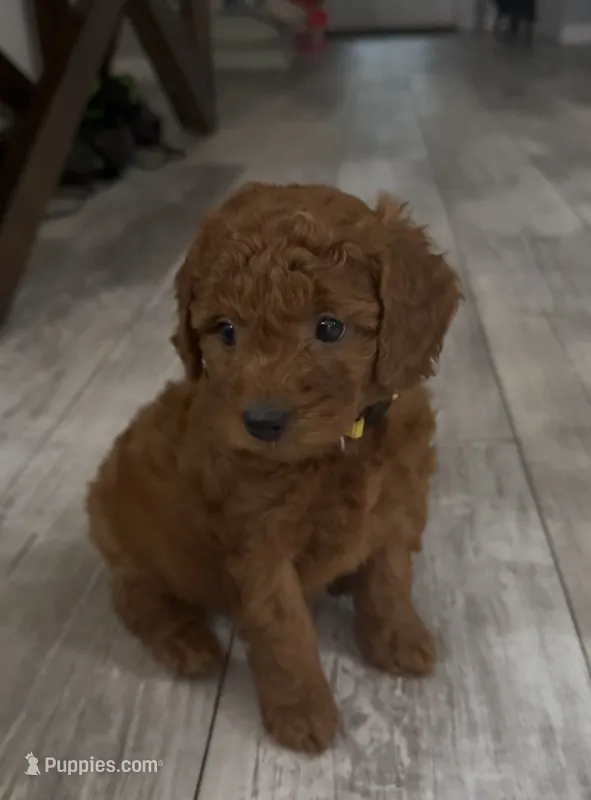 Sunny – Goldendoodle puppy for sale in Gibsonton, FL
