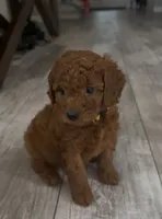 Sunny, a female Goldendoodle for sale in Gibsonton, FL – 1 of 3