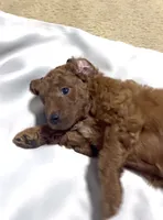 Onyx, a male Goldendoodle for sale in Gibsonton, FL – 5 of 5