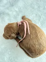 Light pink, a female Goldendoodle for sale in Gibsonton, FL – 2 of 3