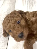 Milo, a male Goldendoodle for sale in Gibsonton, FL – 3 of 3