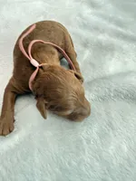Light pink, a female Goldendoodle for sale in Gibsonton, FL – 3 of 3
