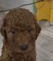 Hunter, a male Goldendoodle for sale in Gibsonton, FL – 5 of 5
