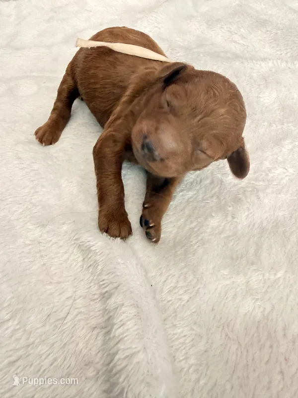 White Pink – Goldendoodle puppy for sale in Gibsonton, FL