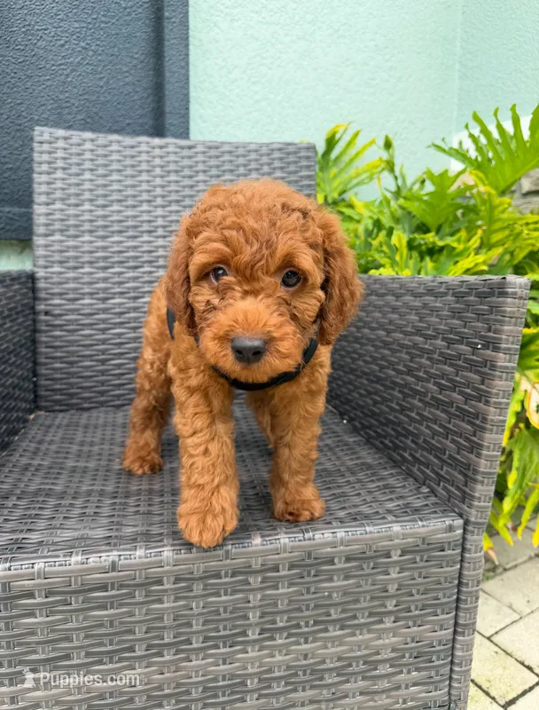 Hunter – Goldendoodle puppy for sale in Gibsonton, FL