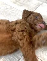 Finn , a male Goldendoodle for sale in Gibsonton, FL – 3 of 4