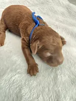 Blue, a male Goldendoodle for sale in Gibsonton, FL – 2 of 3