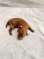 Pink, a female Goldendoodle for sale in Gibsonton, FL – 3 of 3