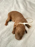 White, a male Goldendoodle for sale in Gibsonton, FL – 2 of 3