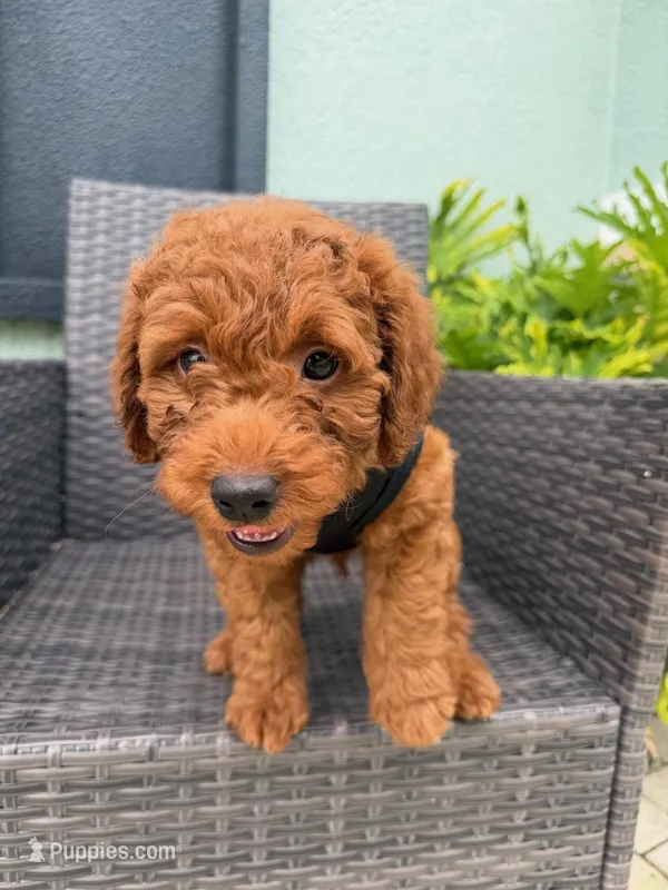 Hunter – Goldendoodle puppy for sale in Gibsonton, FL