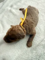 Yellow , a male Goldendoodle for sale in Gibsonton, FL – 3 of 3