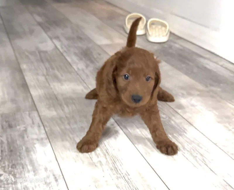 Oliver – Goldendoodle puppy for sale in Gibsonton, FL