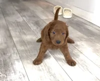 Oliver, a male Goldendoodle for sale in Gibsonton, FL – 1 of 3